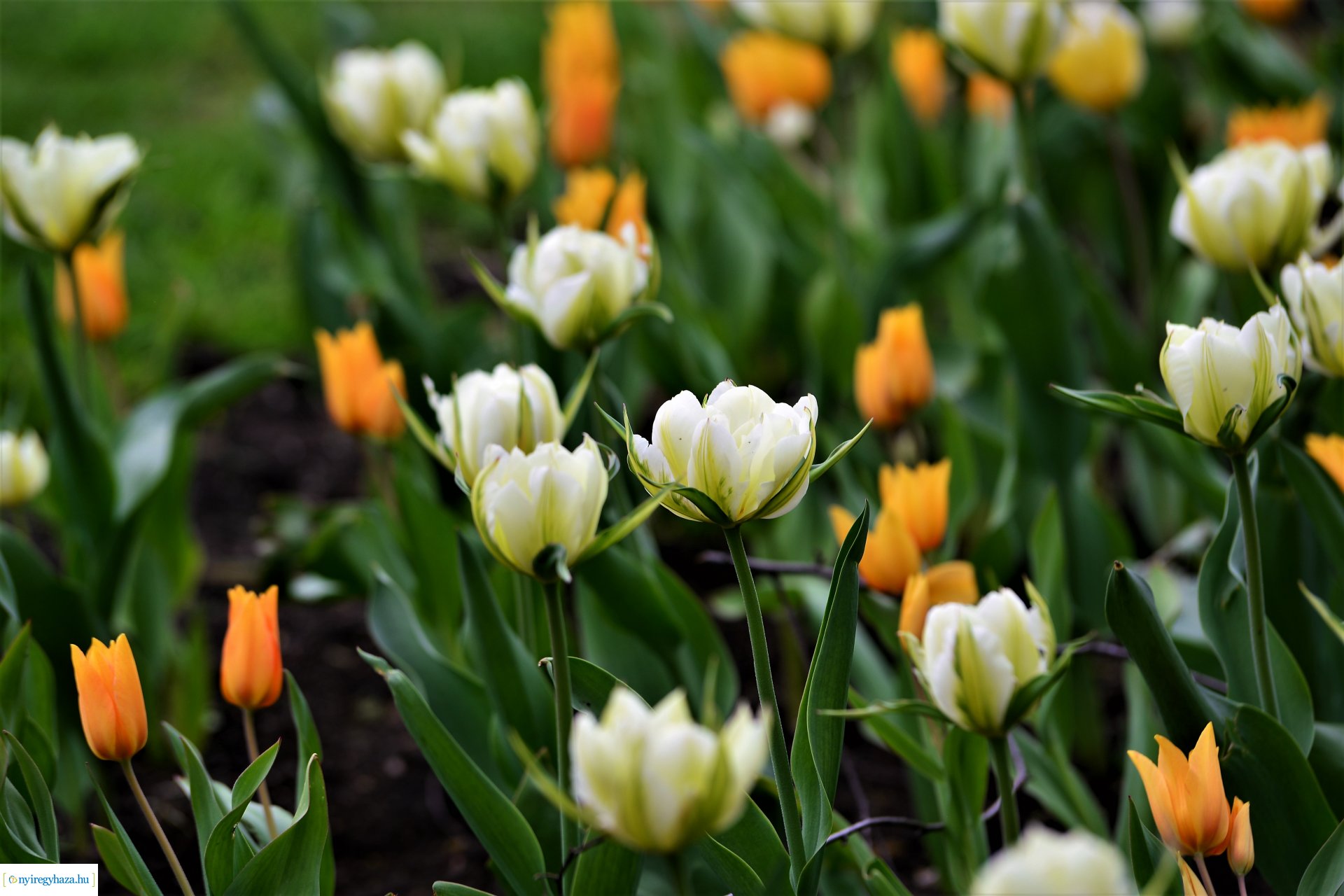 Színpompás belvárosunk