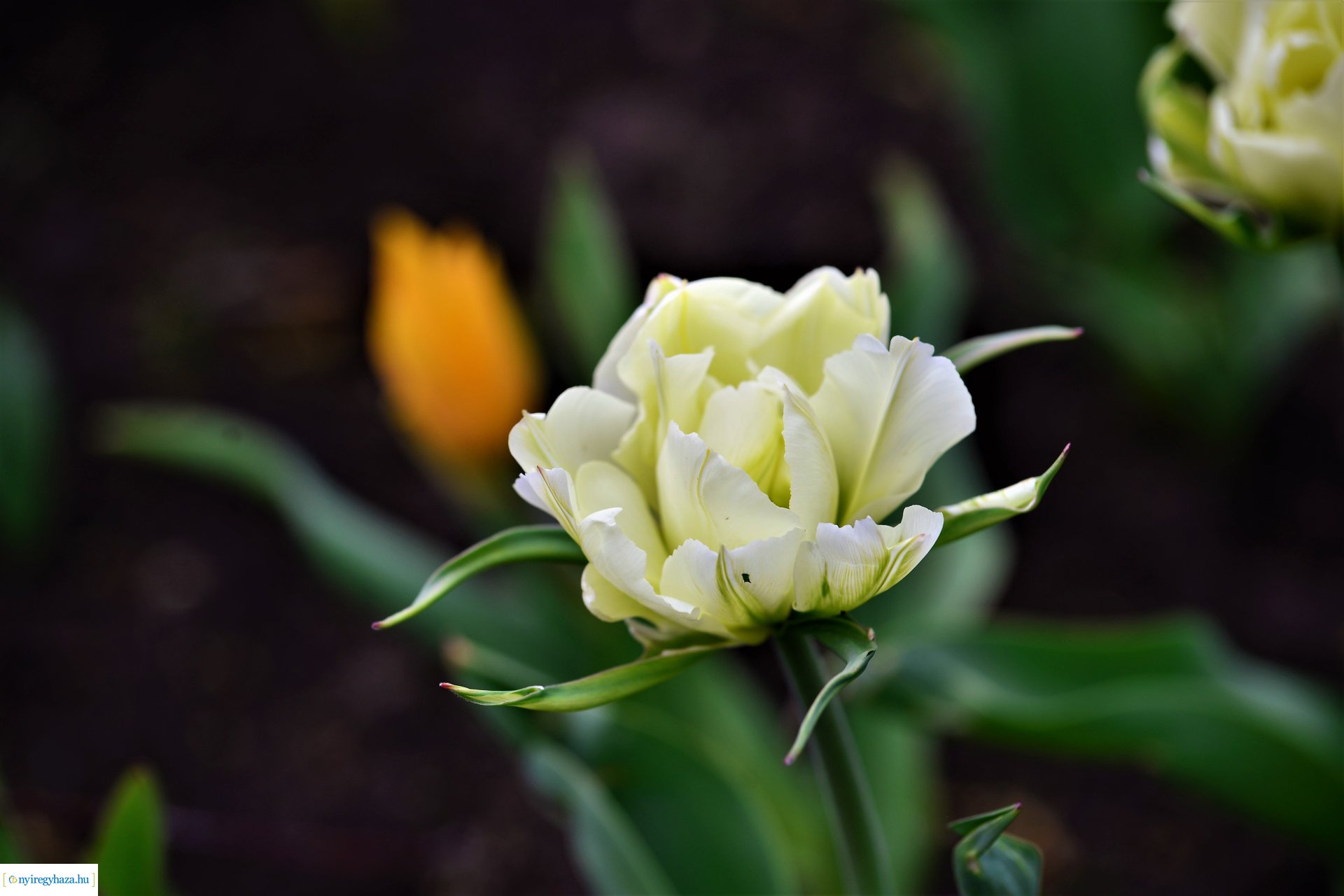 Színpompás belvárosunk