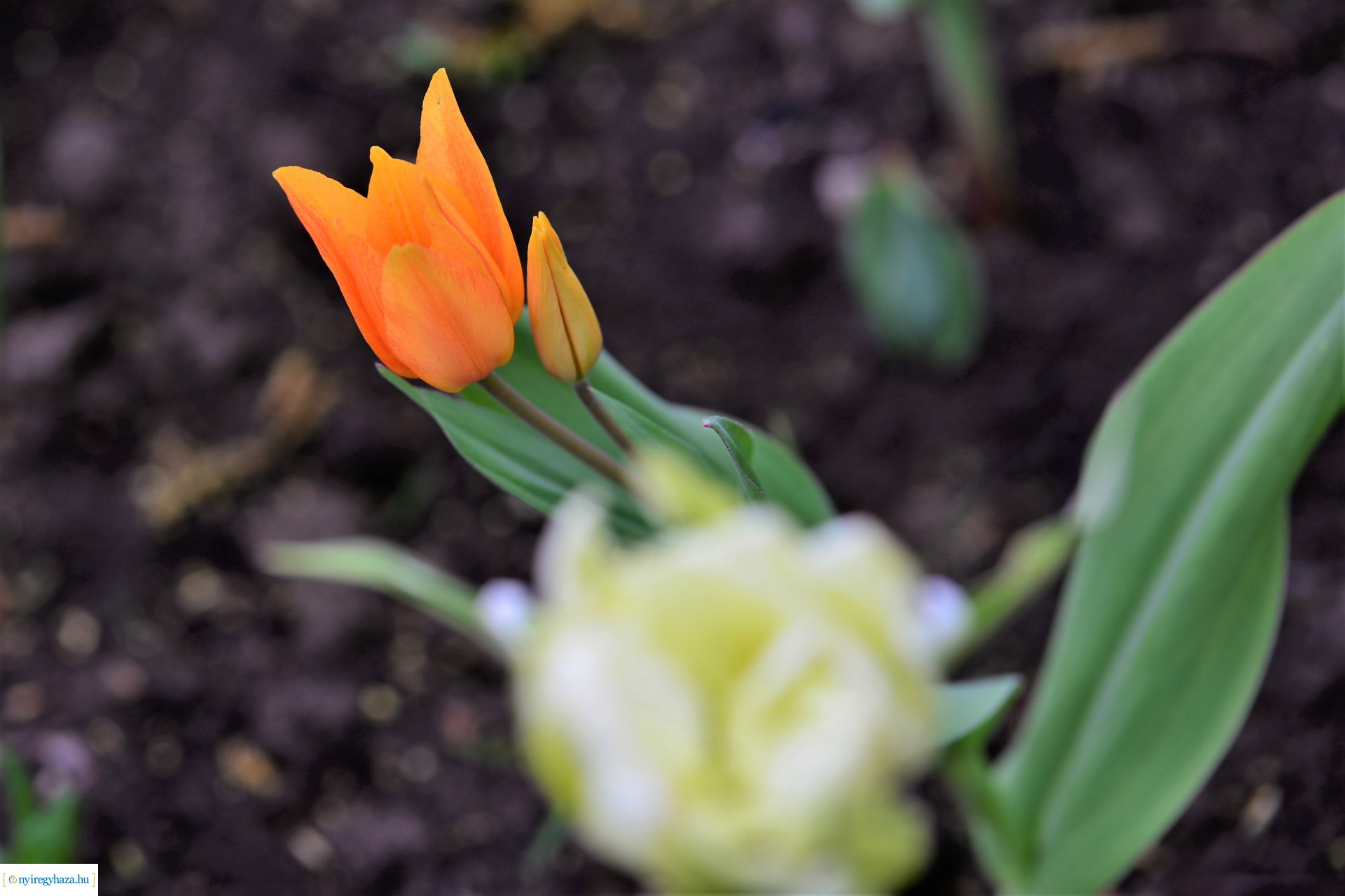 Színpompás belvárosunk