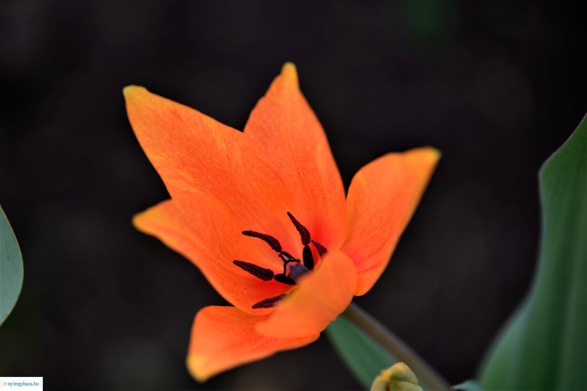 Színpompás belvárosunk