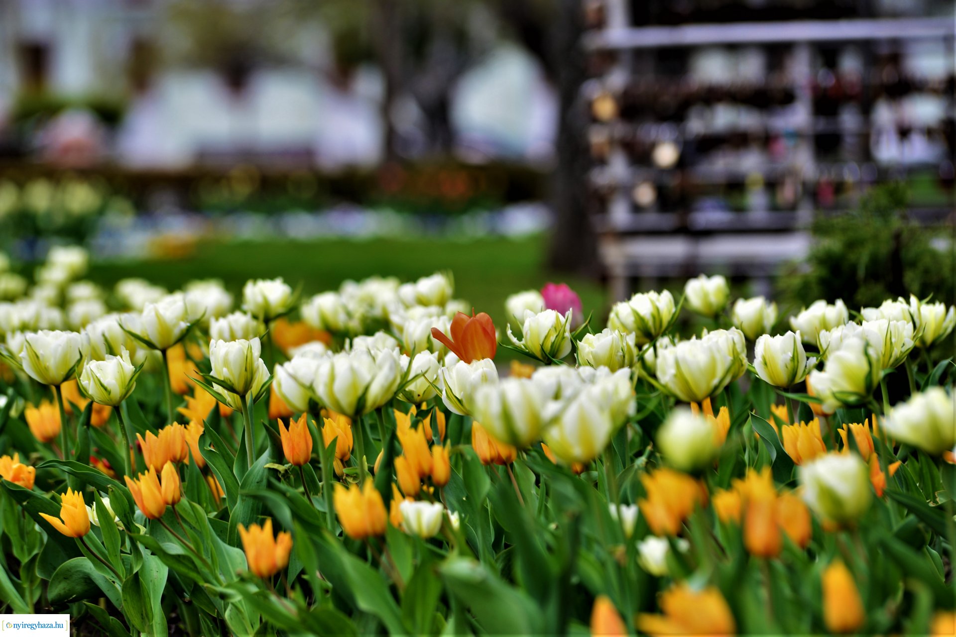 Színpompás belvárosunk