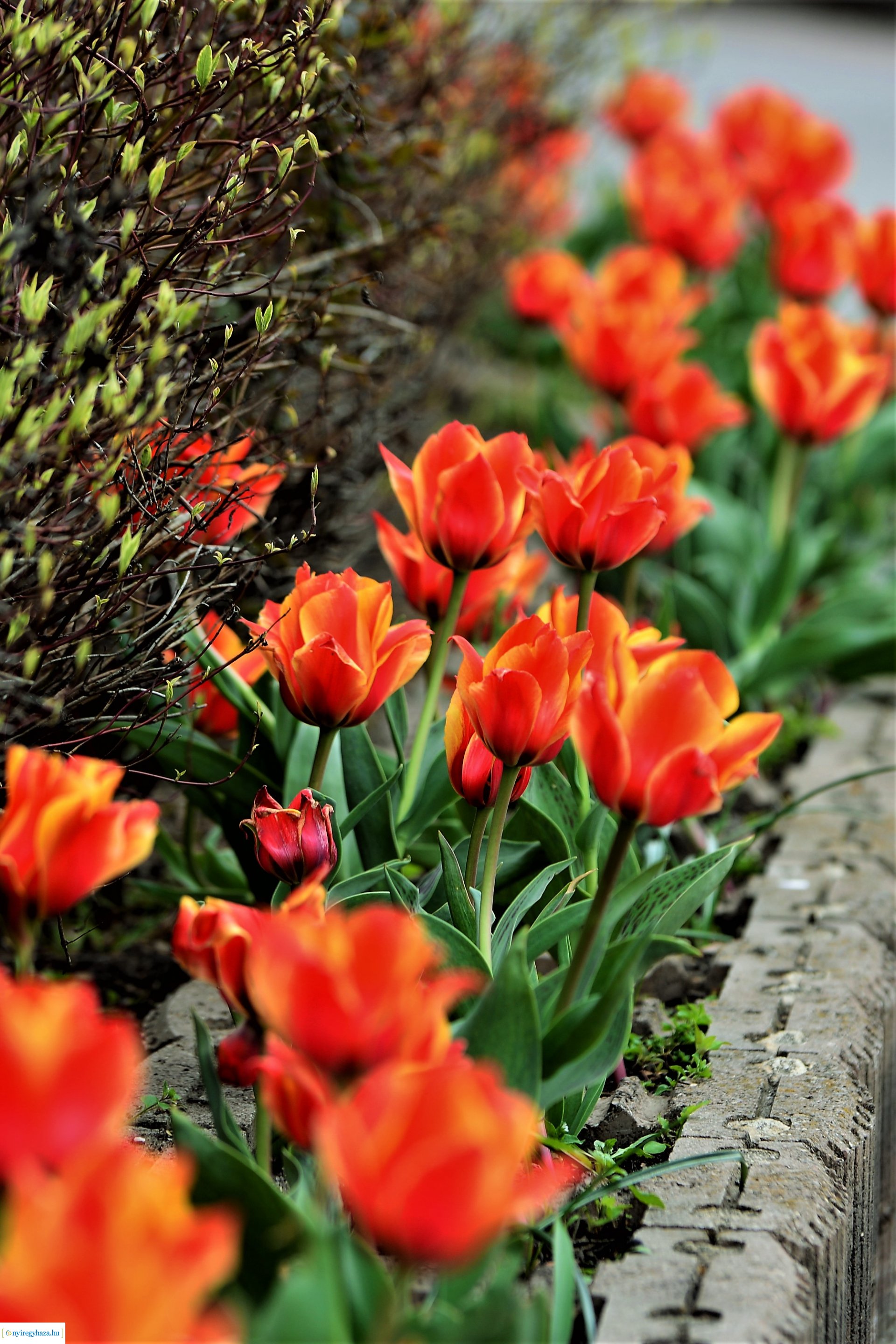 Színpompás belvárosunk