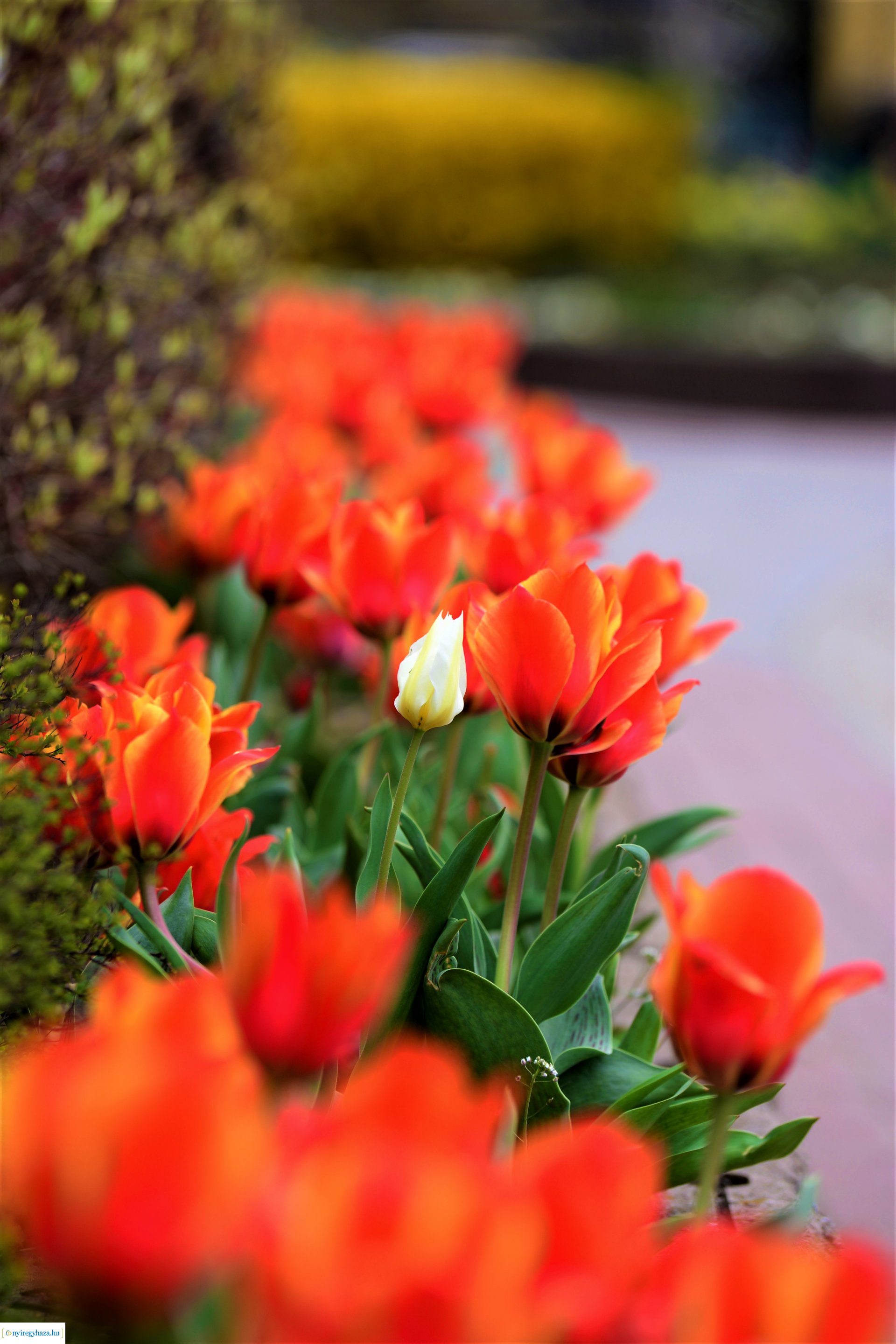 Színpompás belvárosunk