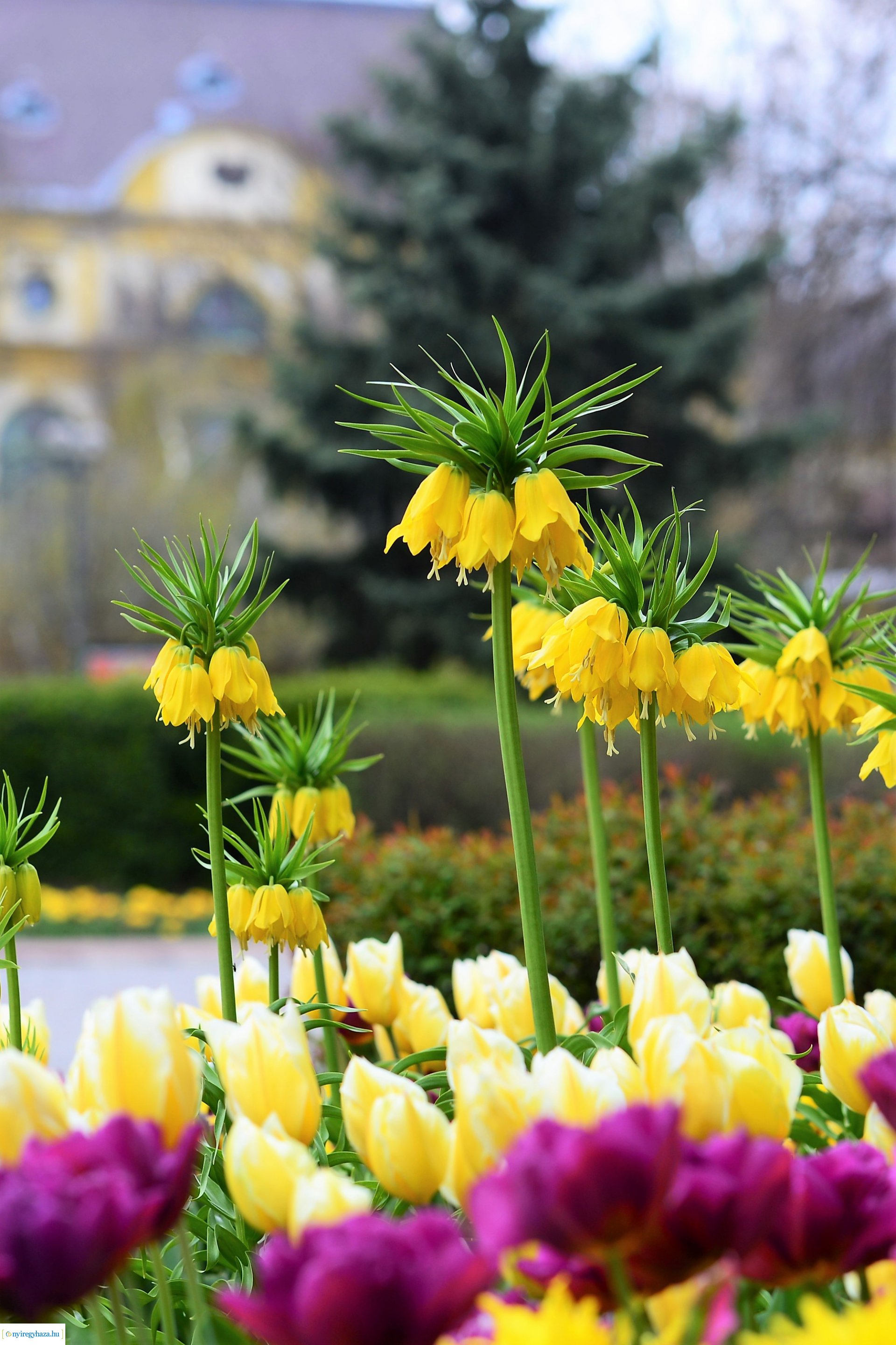 Színpompás belvárosunk