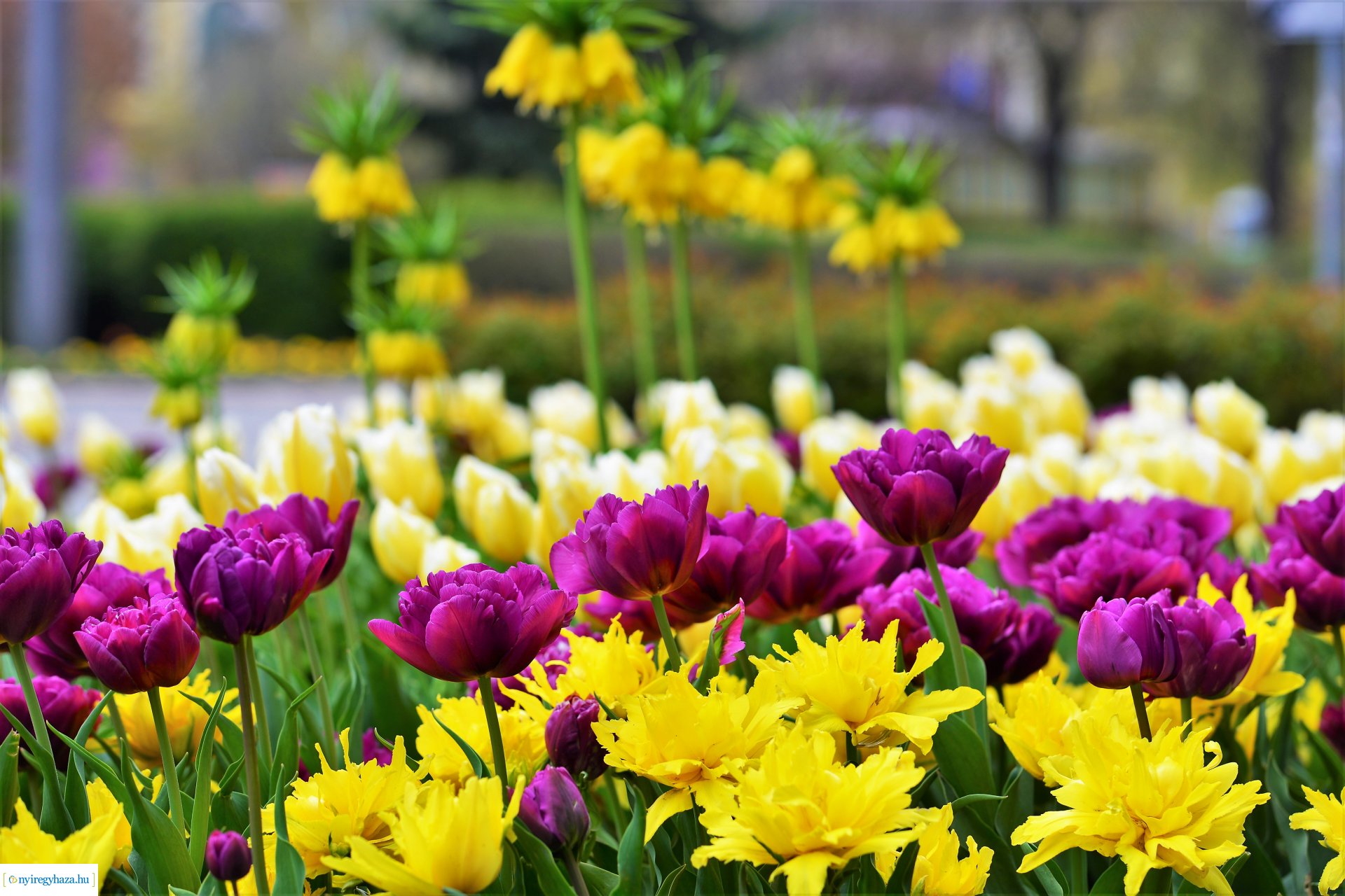 Színpompás belvárosunk