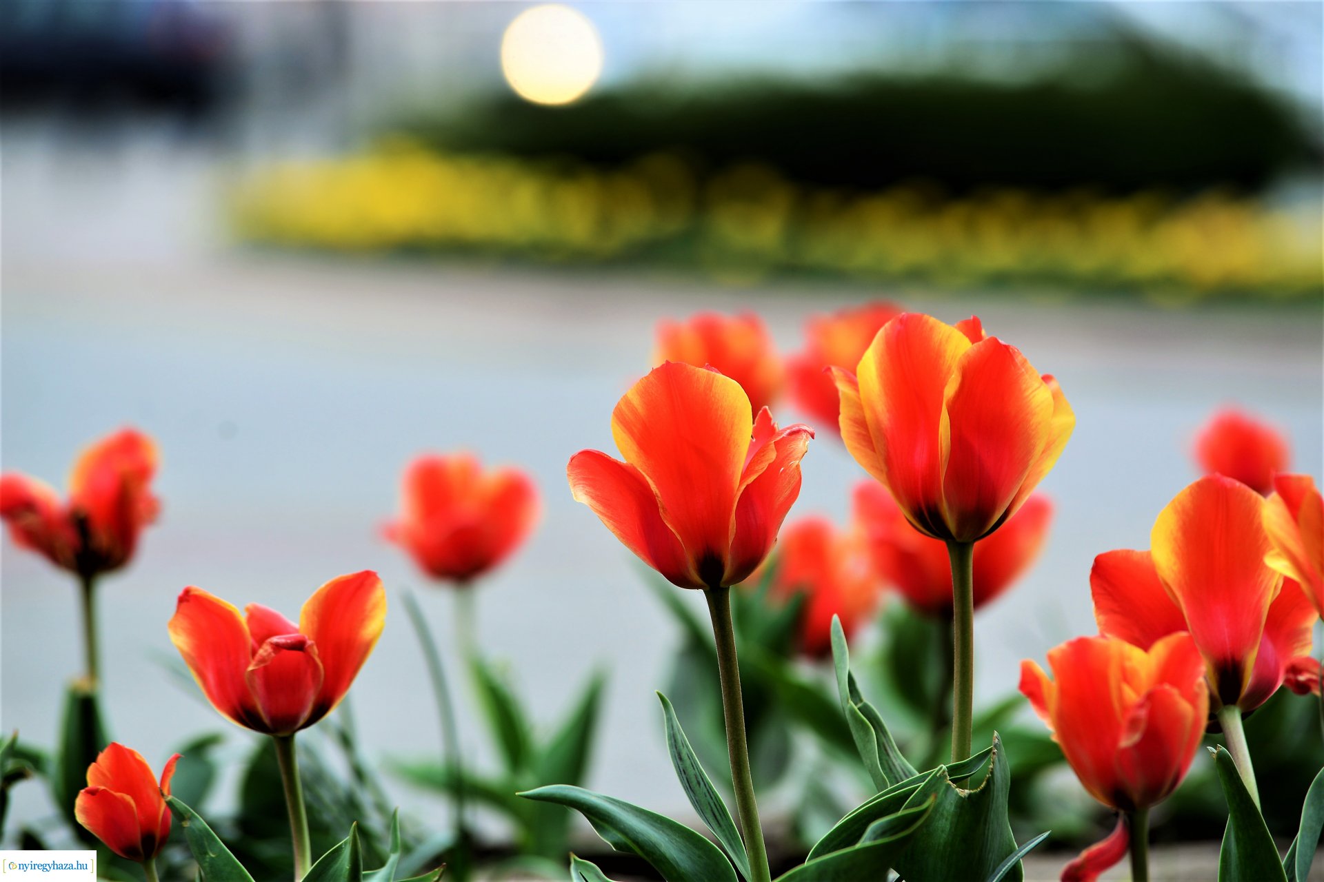 Színpompás belvárosunk