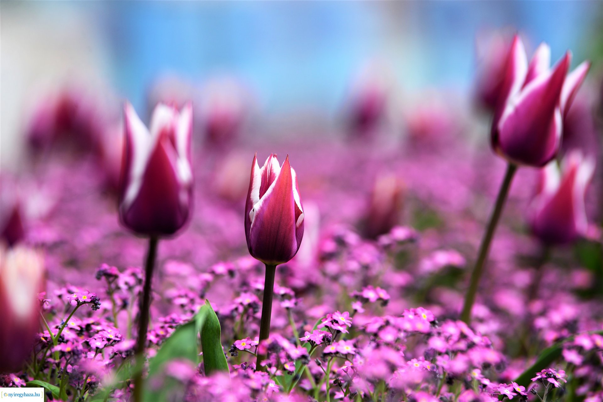 Színpompás belvárosunk