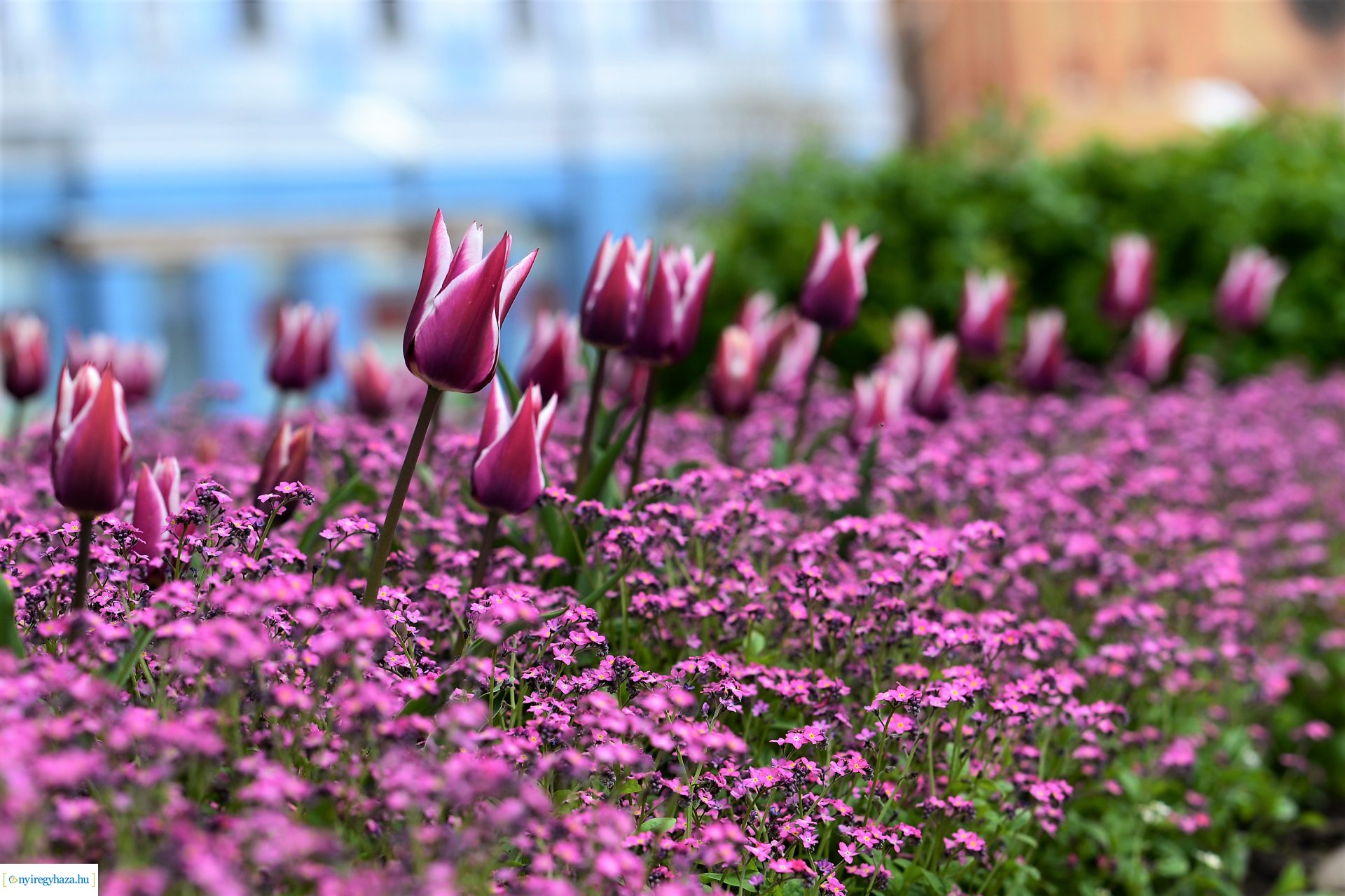 Színpompás belvárosunk