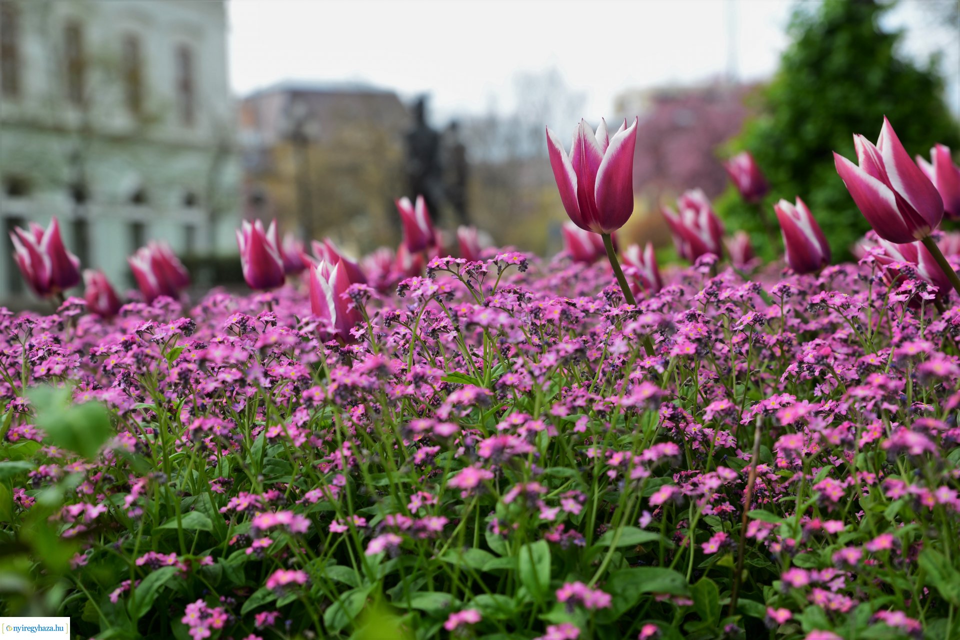 Színpompás belvárosunk