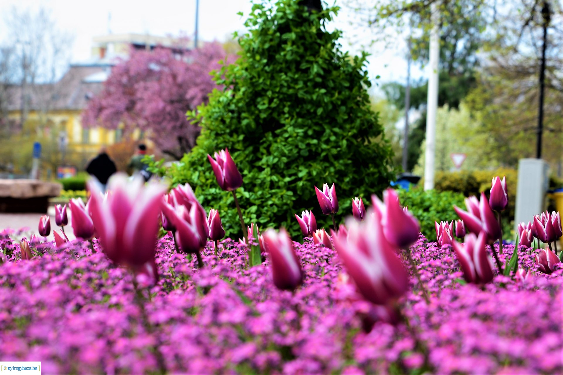 Színpompás belvárosunk