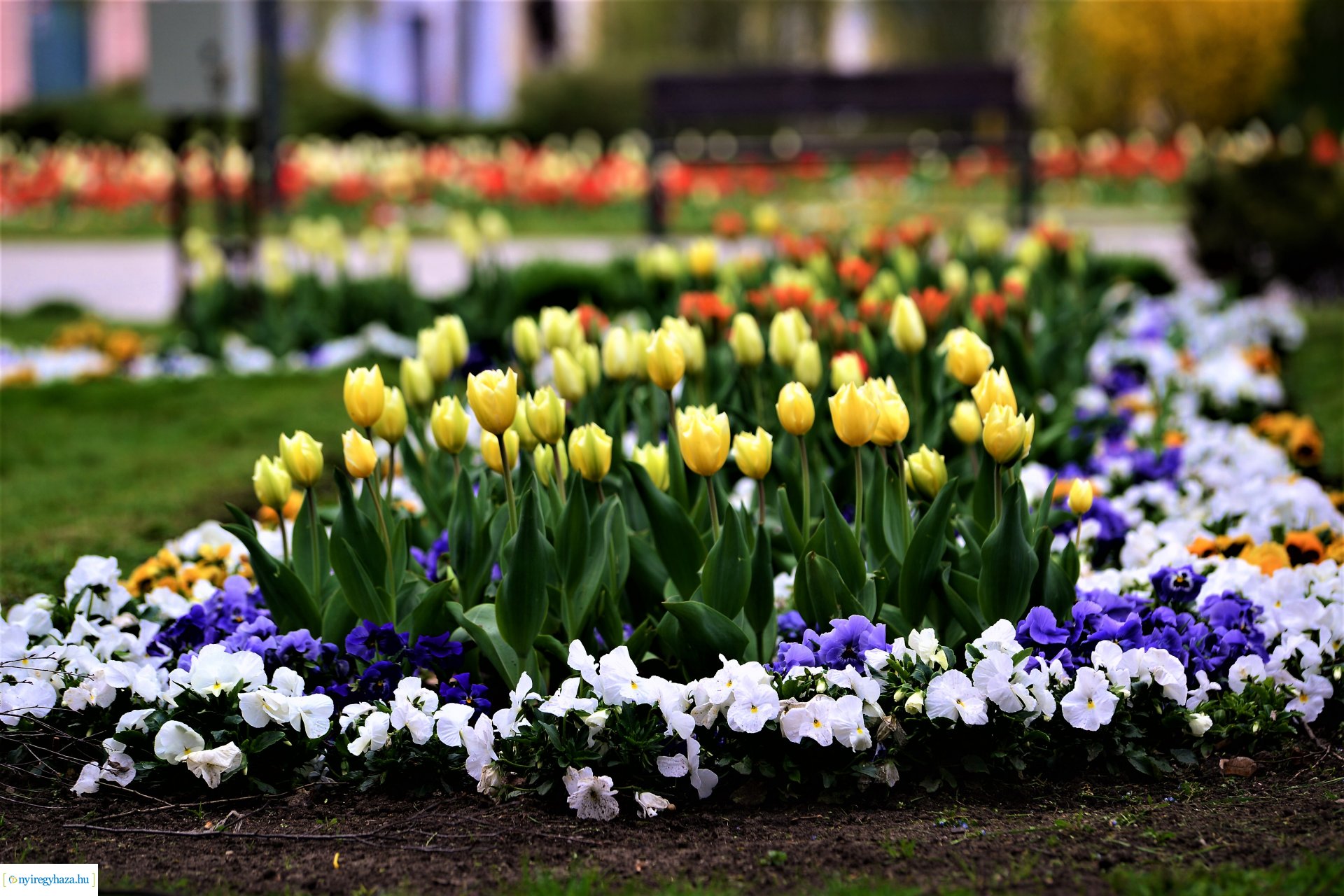 Színpompás belvárosunk