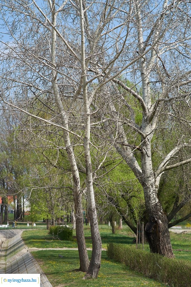 Szökőkút üzembe helyezés a Bujtoson