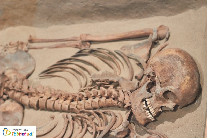 Szóra bírt csontjaink kiállítás a múzeumban