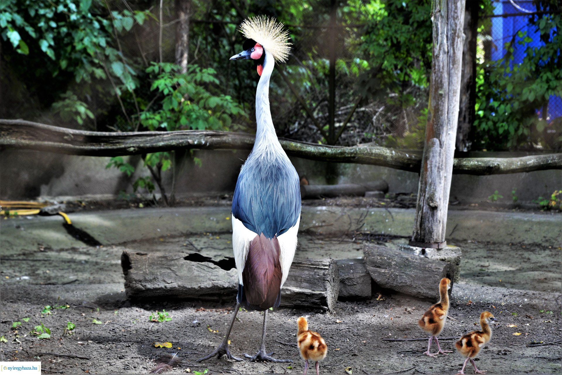 Szürkenyakú koronásdaru pár fiókáikkal a Nyíregyházi Állatparkban