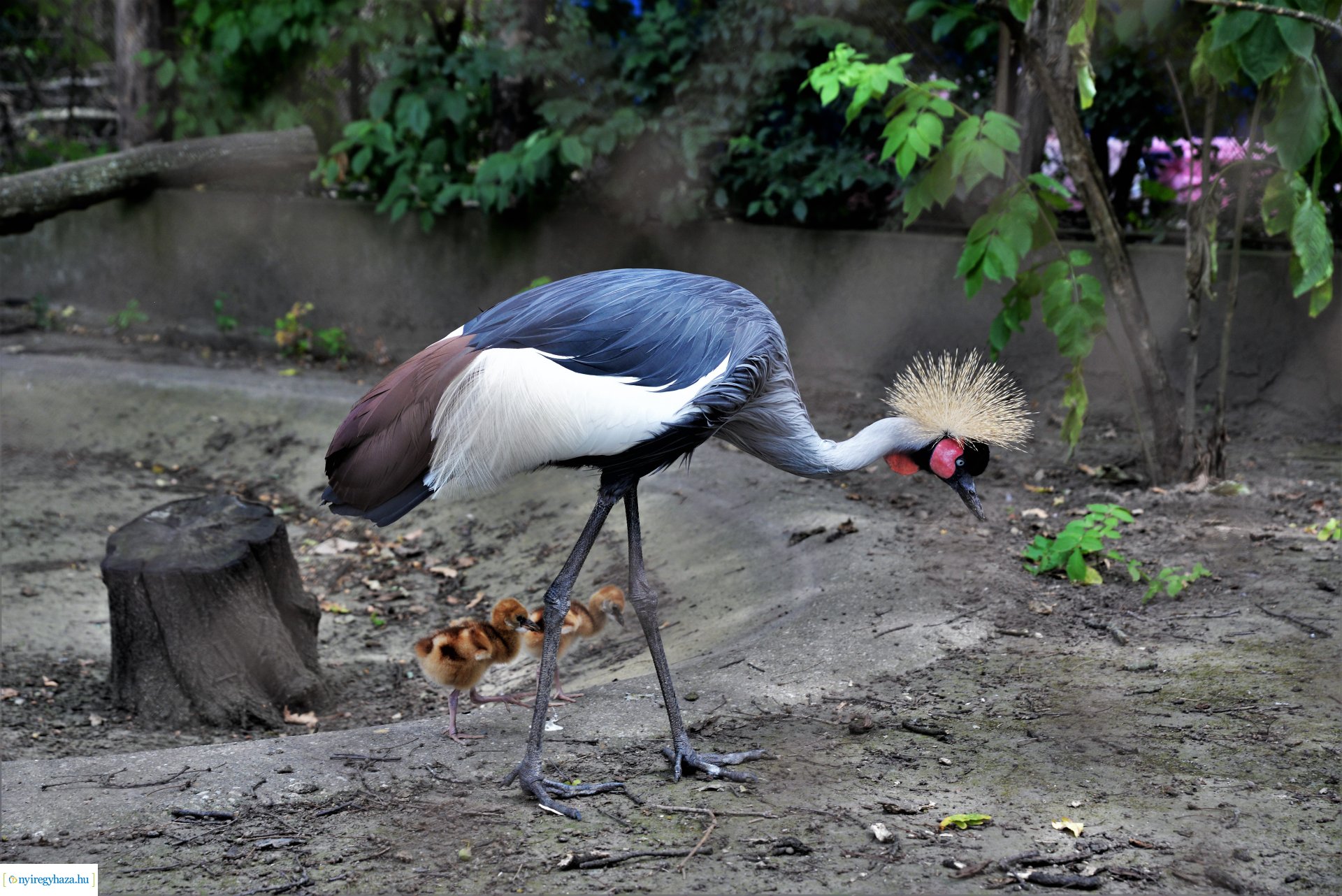 Szürkenyakú koronásdaru pár fiókáikkal a Nyíregyházi Állatparkban