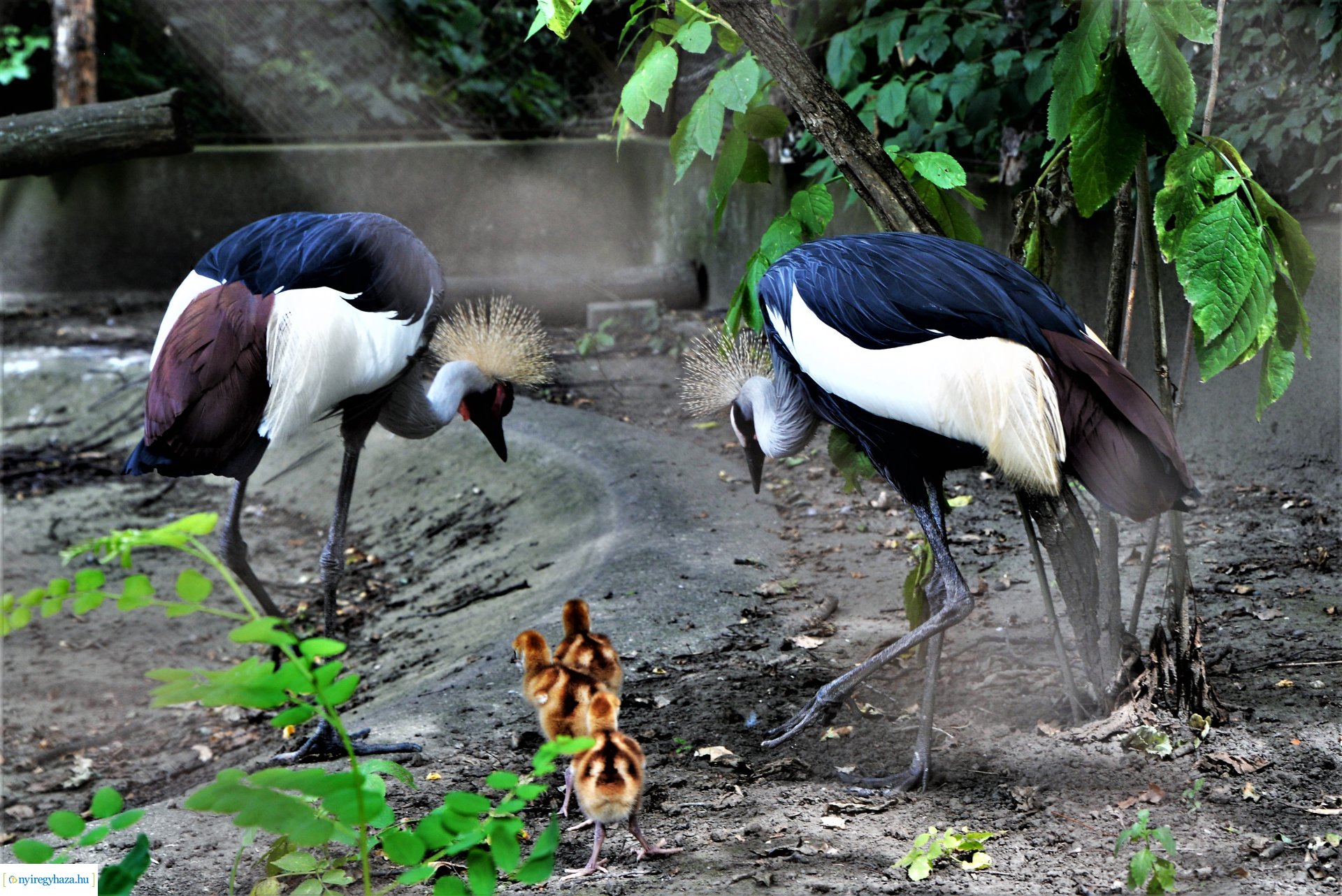 Szürkenyakú koronásdaru pár fiókáikkal a Nyíregyházi Állatparkban