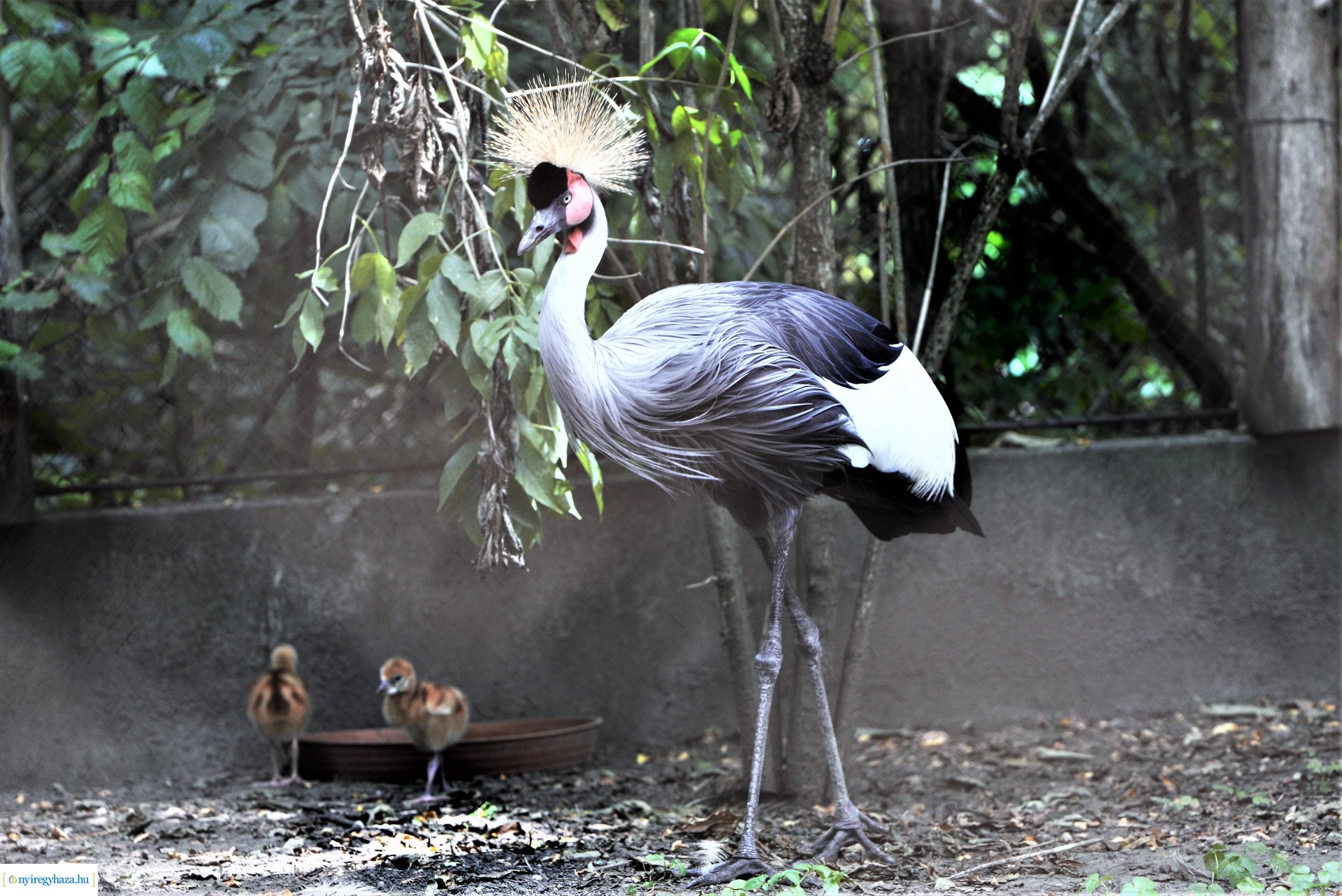 Szürkenyakú koronásdaru pár fiókáikkal a Nyíregyházi Állatparkban