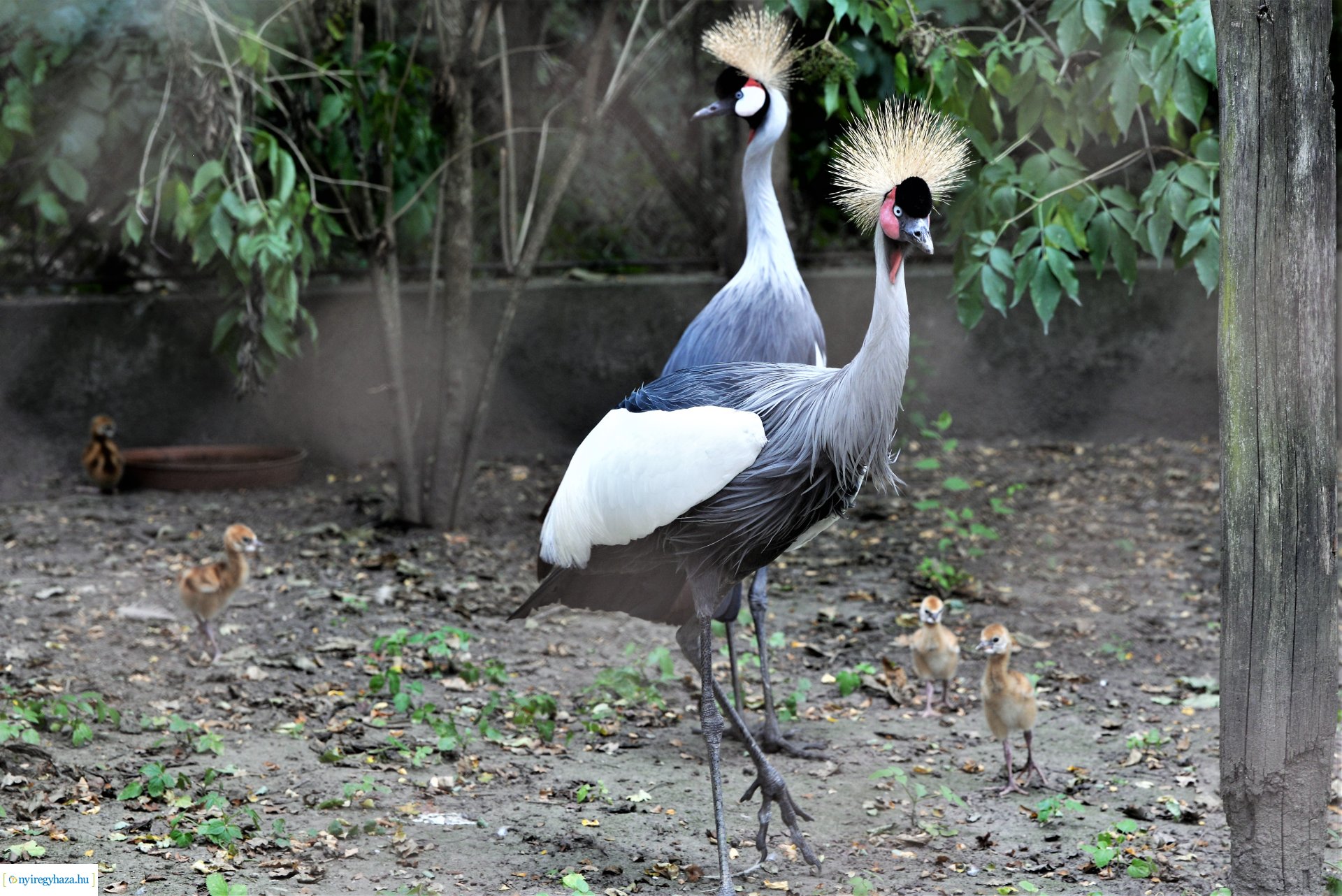 Szürkenyakú koronásdaru pár fiókáikkal a Nyíregyházi Állatparkban