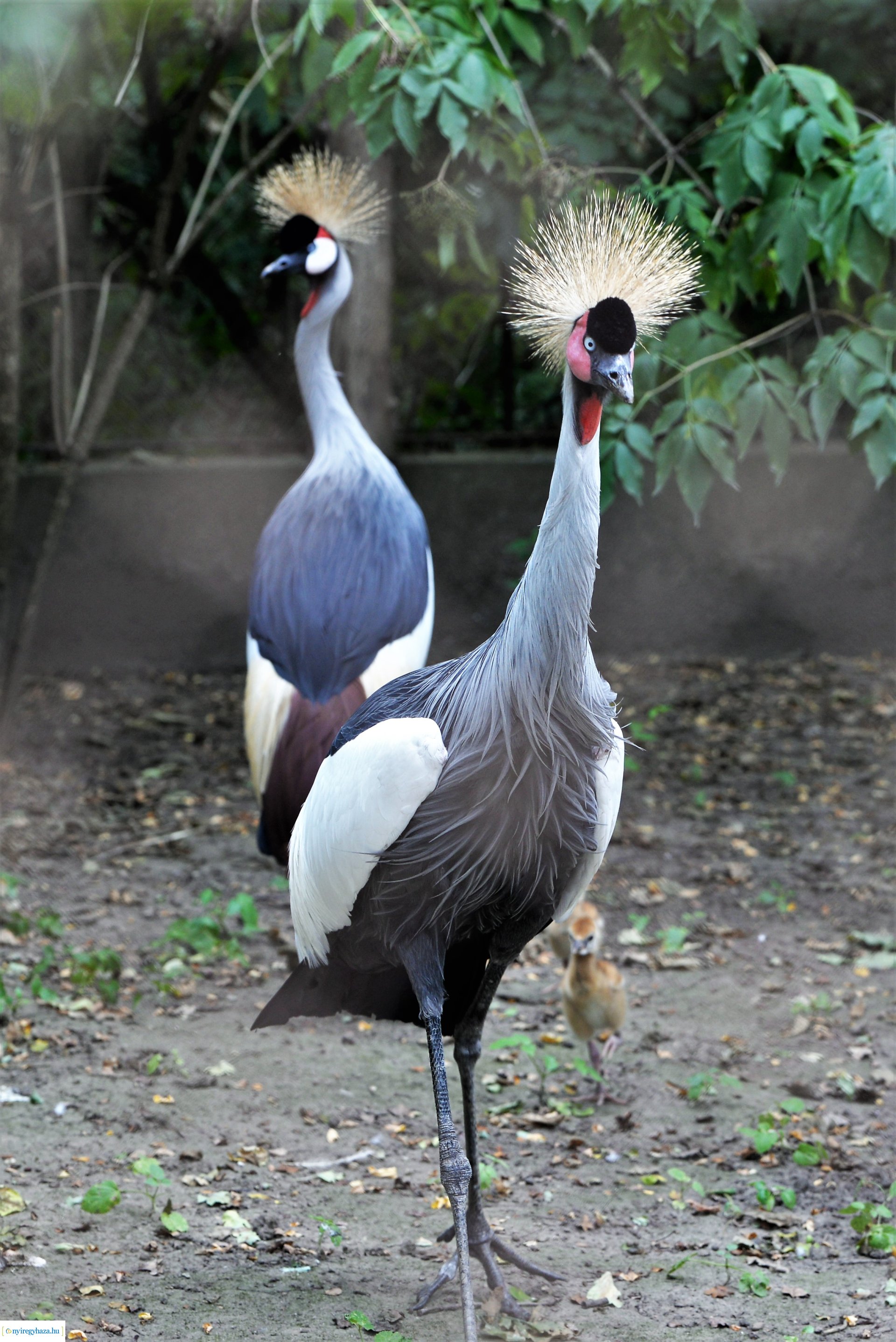 Szürkenyakú koronásdaru pár fiókáikkal a Nyíregyházi Állatparkban