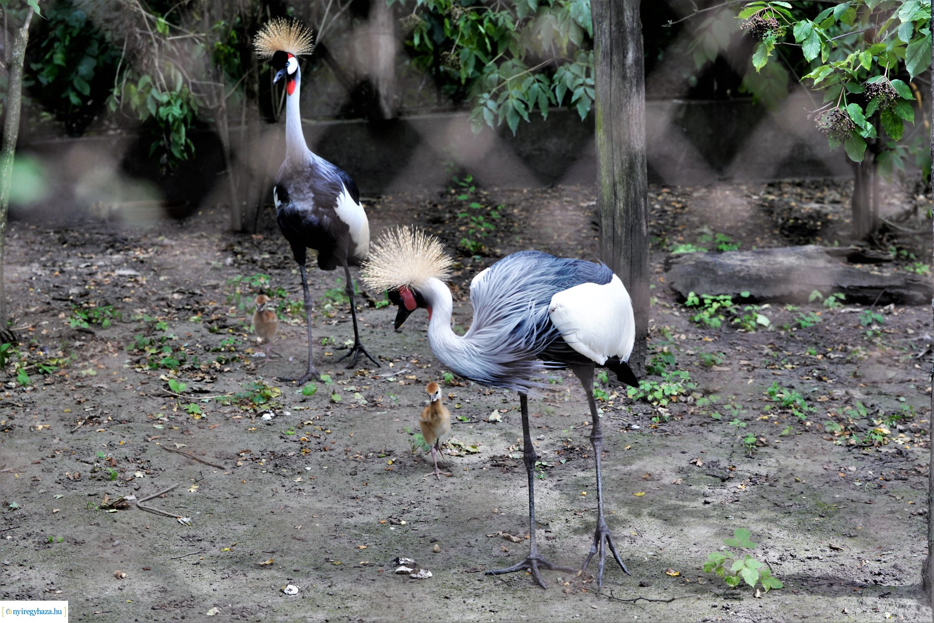 Szürkenyakú koronásdaru pár fiókáikkal a Nyíregyházi Állatparkban