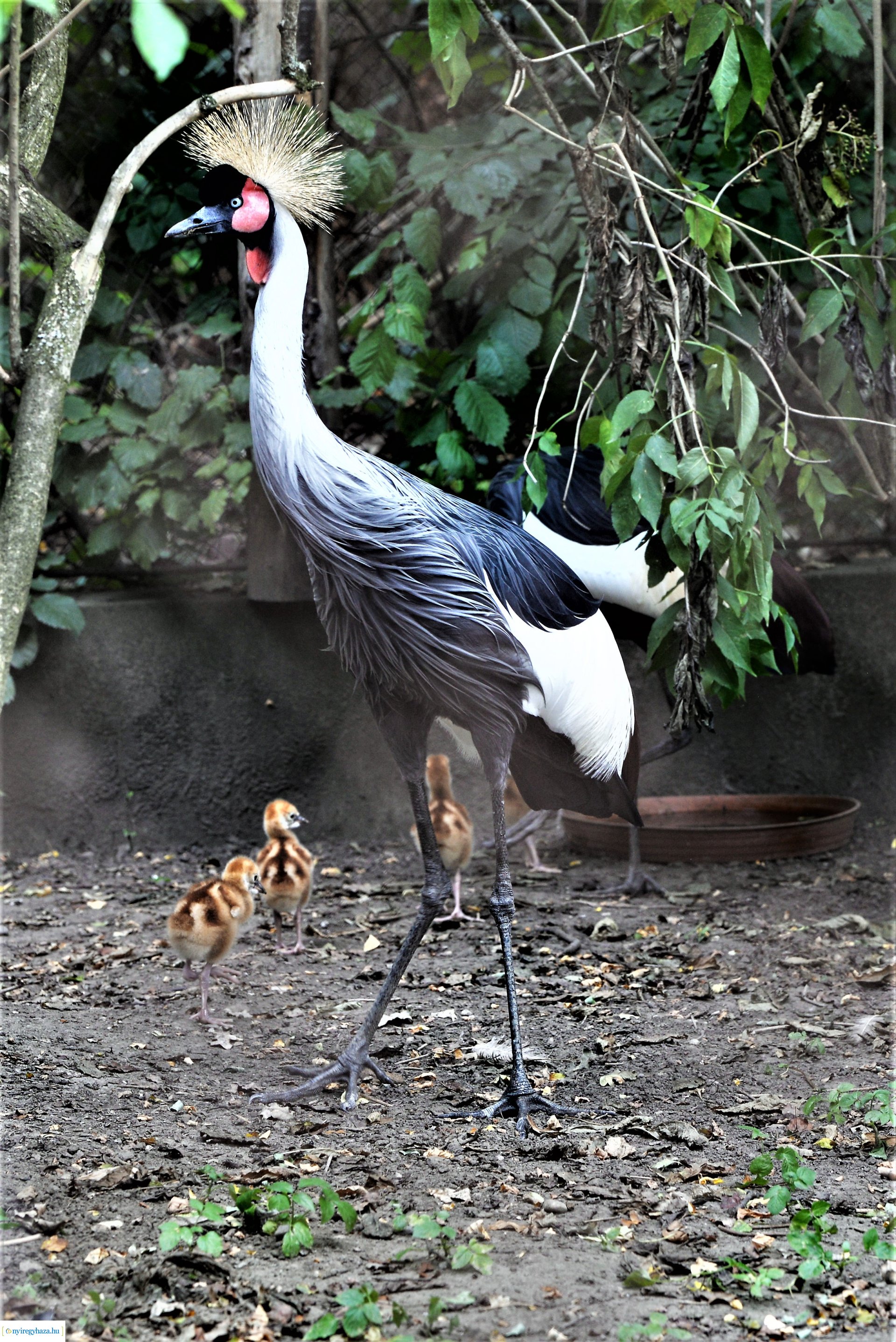 Szürkenyakú koronásdaru pár fiókáikkal a Nyíregyházi Állatparkban