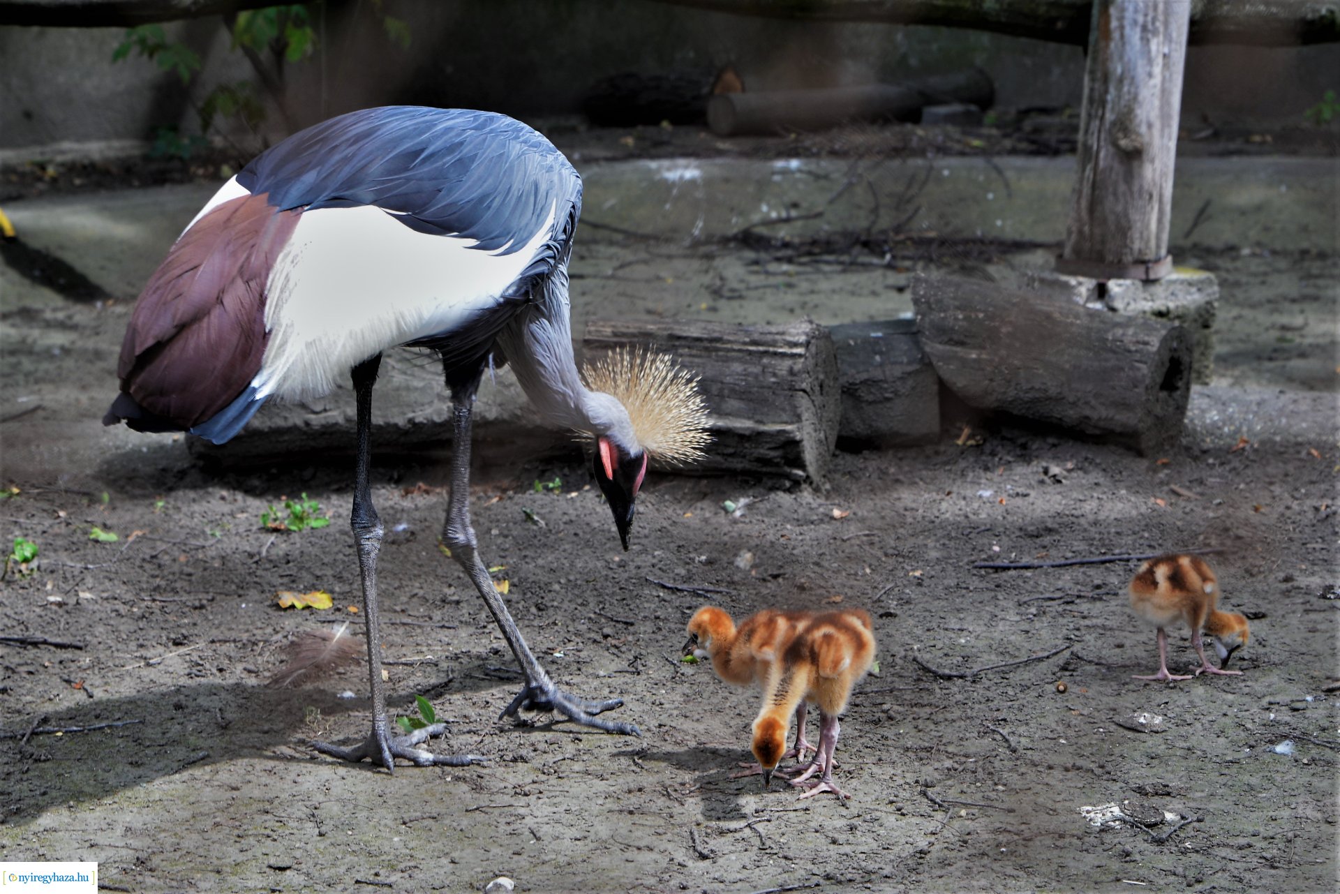 Szürkenyakú koronásdaru pár fiókáikkal a Nyíregyházi Állatparkban