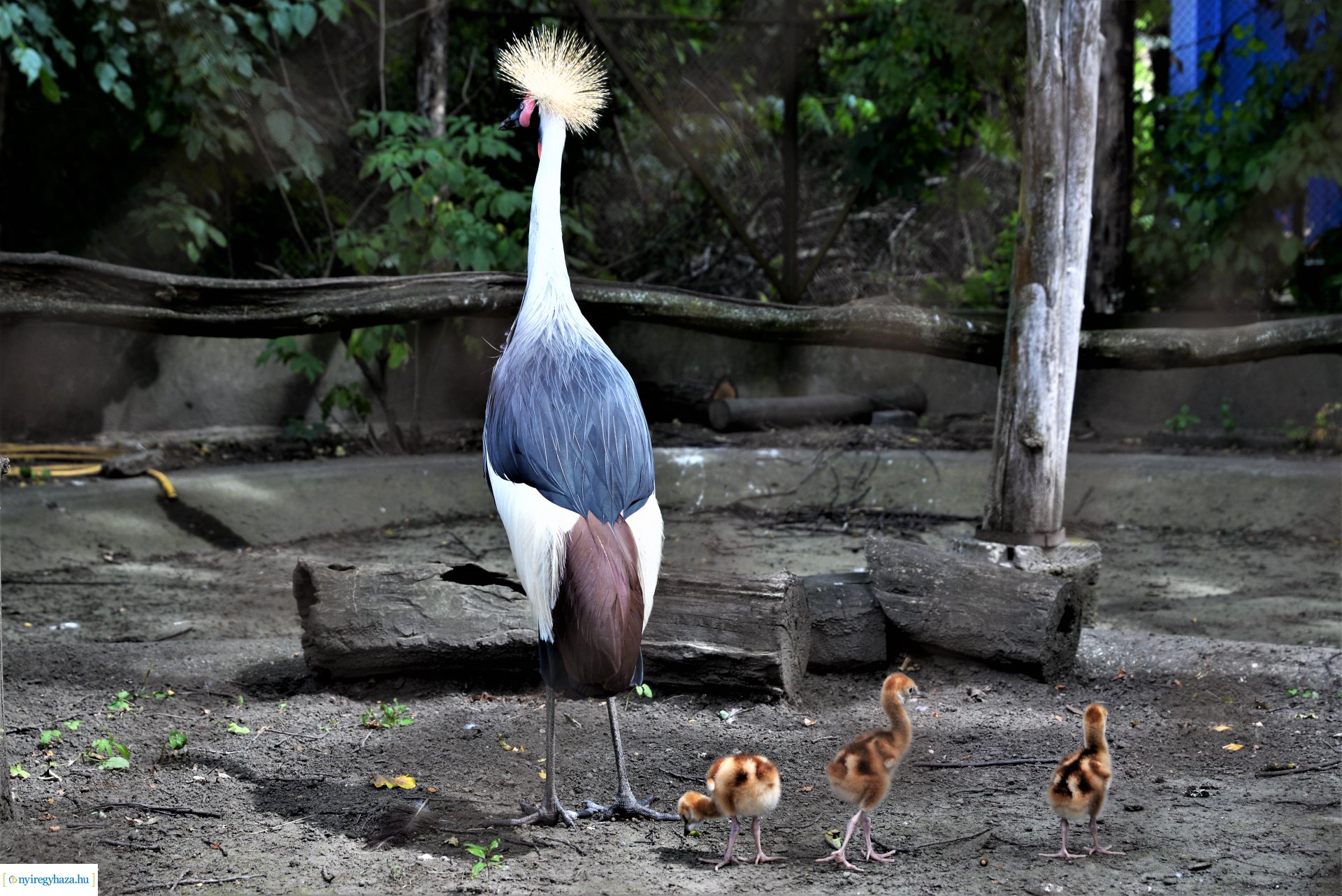 Szürkenyakú koronásdaru pár fiókáikkal a Nyíregyházi Állatparkban