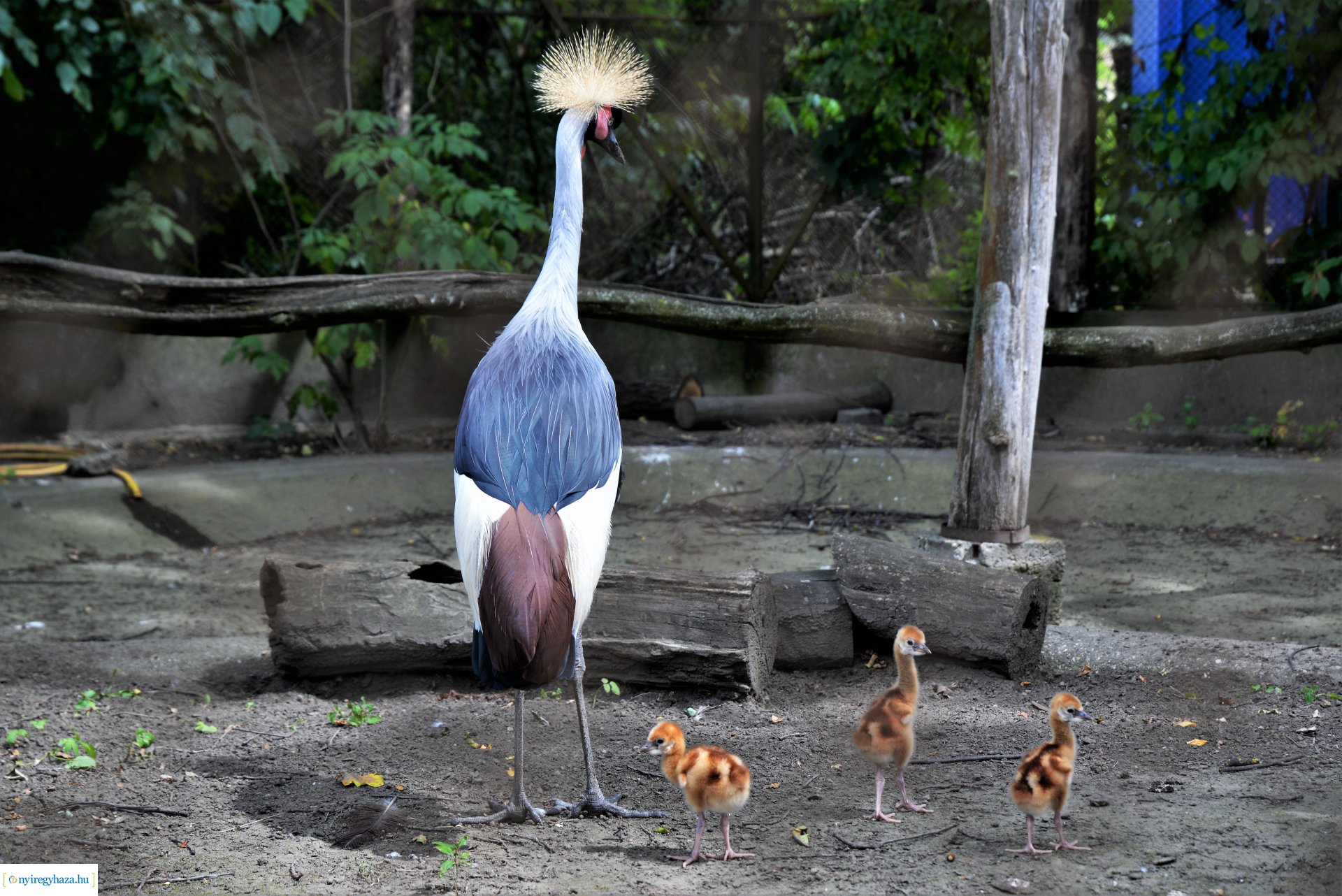 Szürkenyakú koronásdaru pár fiókáikkal a Nyíregyházi Állatparkban