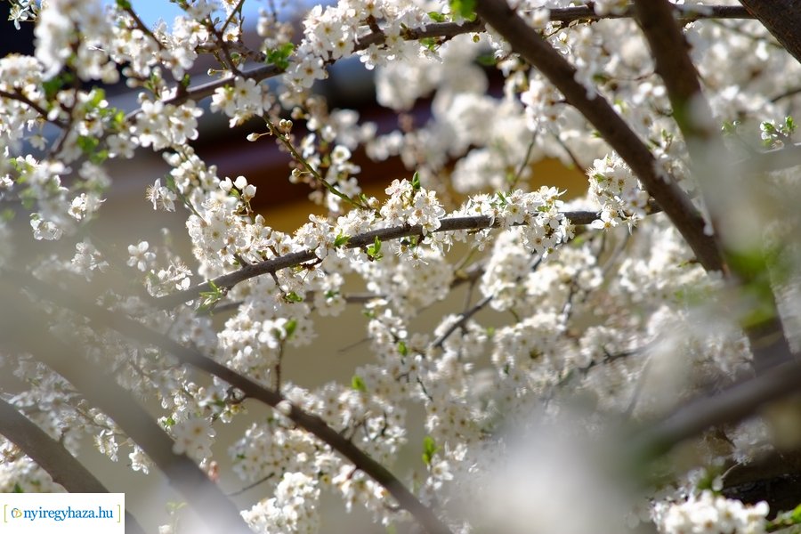 Tavasz 2021 04 05