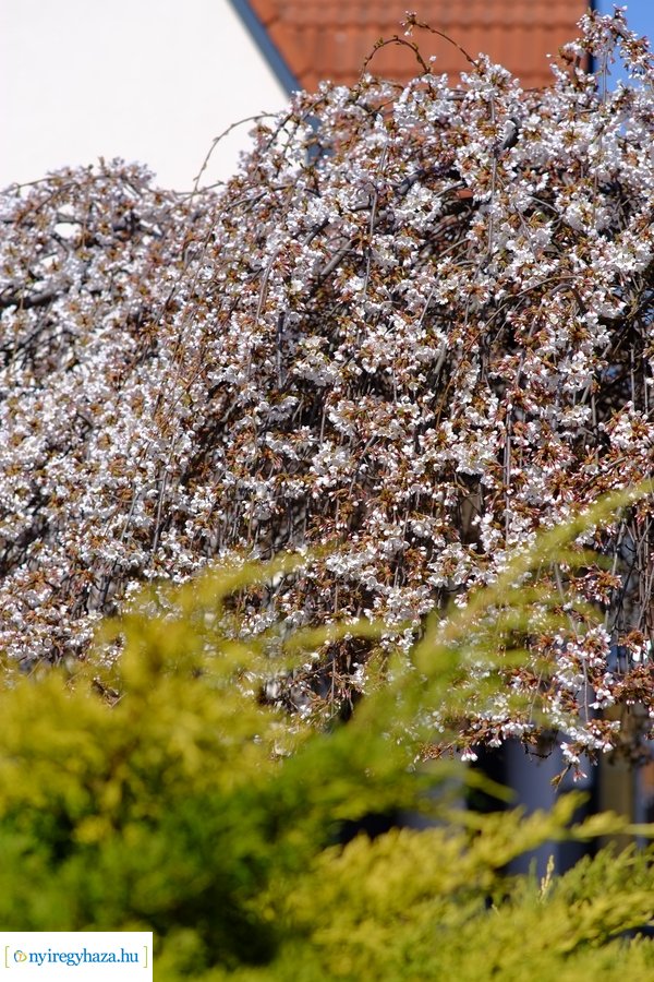 Tavasz 2021 04 05