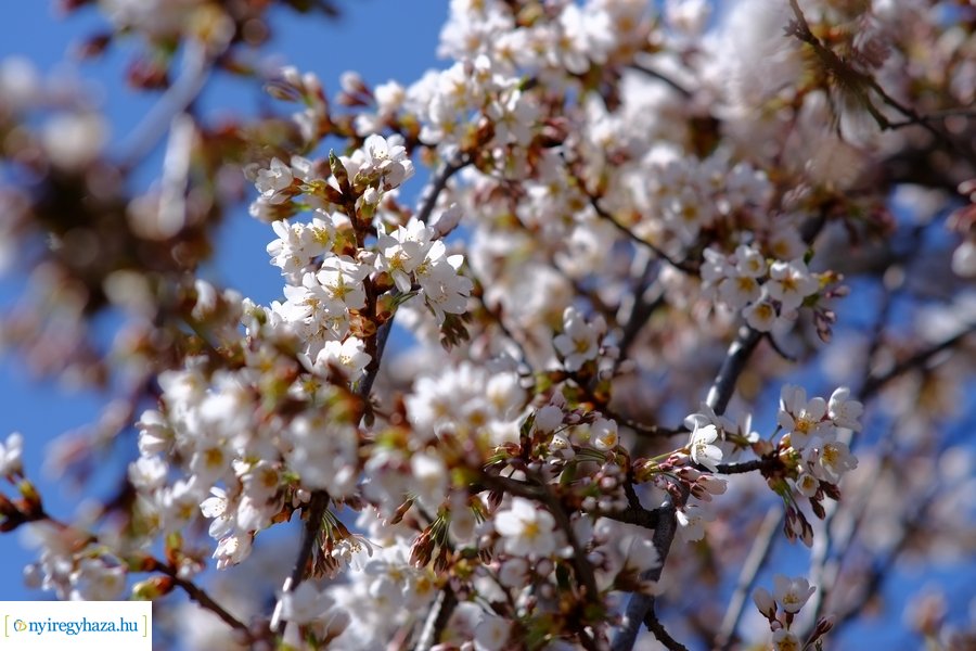 Tavasz 2021 04 05