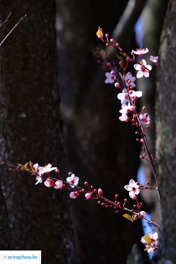 Tavasz 2021 04 05