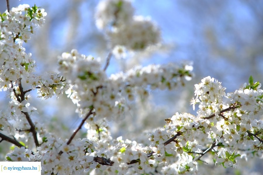 Tavasz 2021 04 05