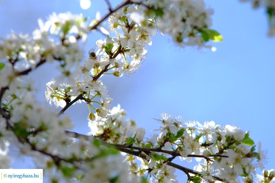 Tavasz 2021 04 05