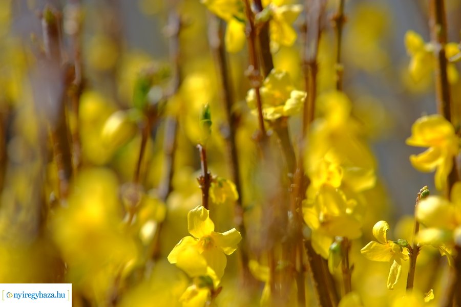 Tavasz 2021 04 05