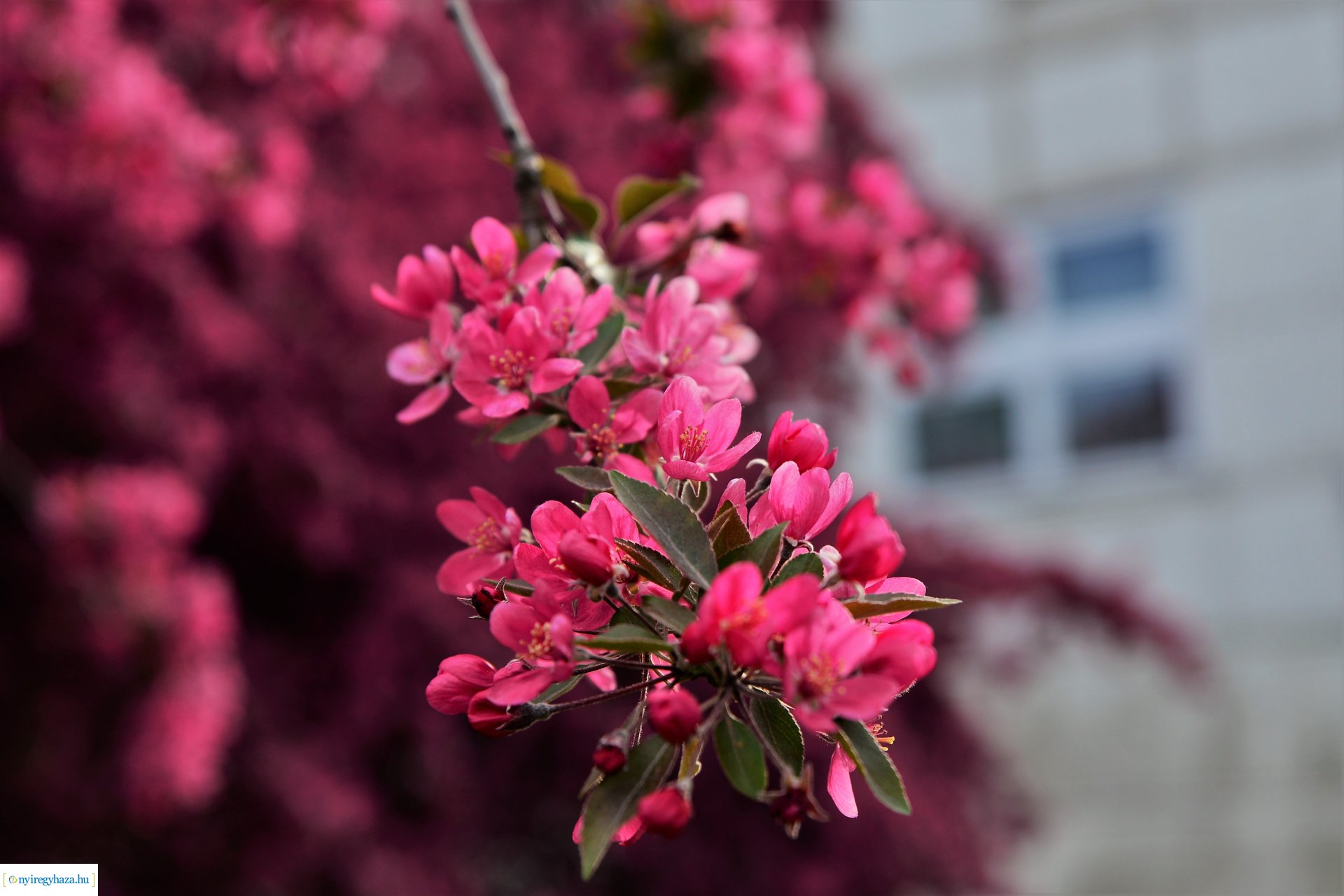 Tavasz a belvárosban