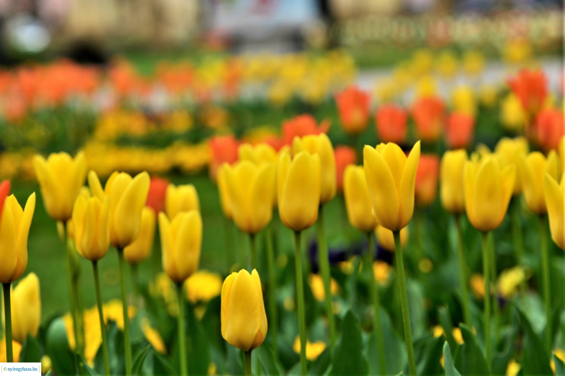 Tavasz a belvárosban