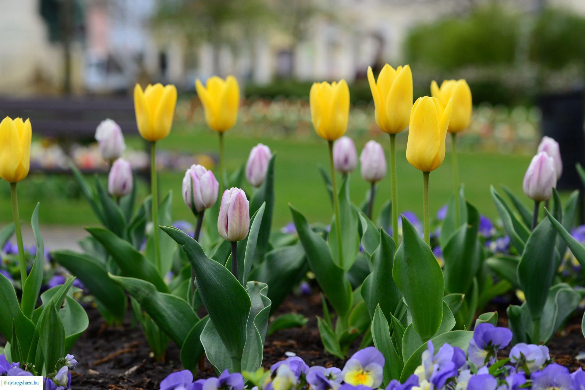 Tavasz a belvárosban
