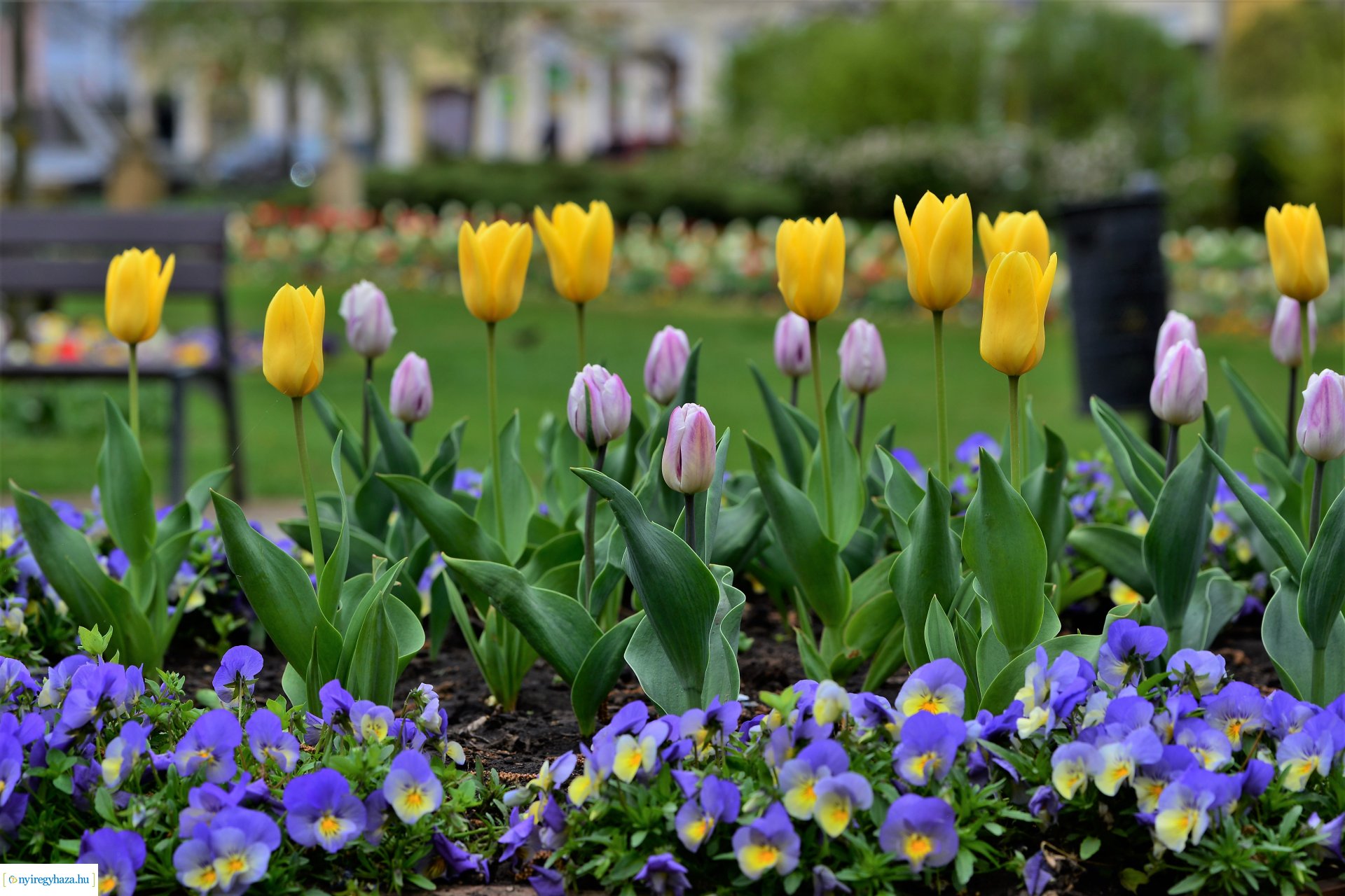 Tavasz a belvárosban
