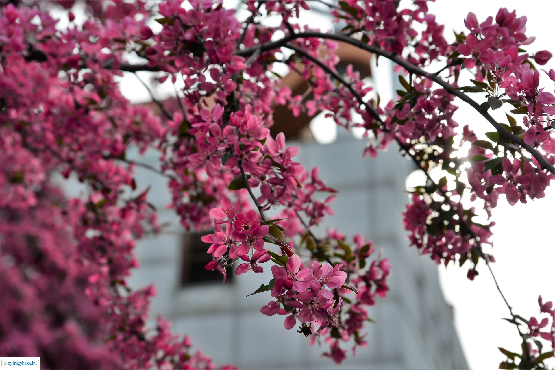 Tavasz a belvárosban