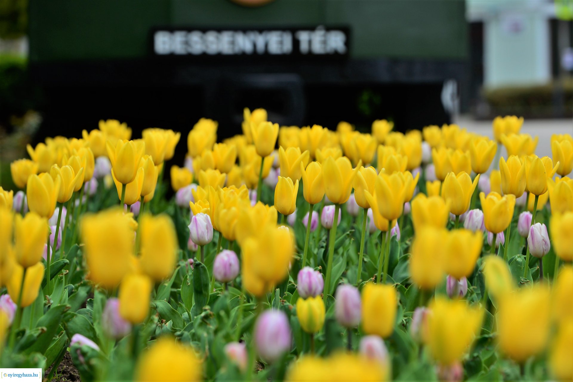 Tavasz a belvárosban
