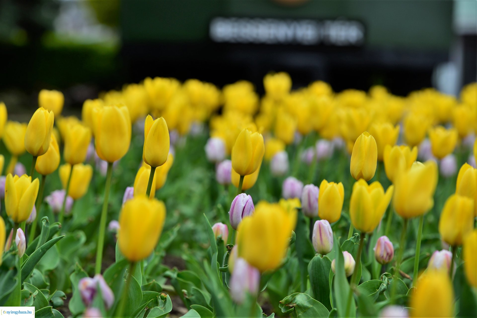 Tavasz a belvárosban