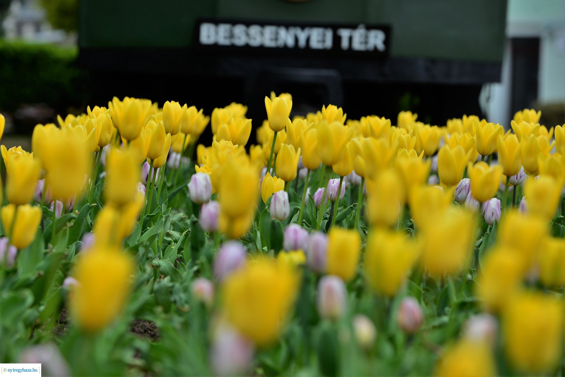 Tavasz a belvárosban