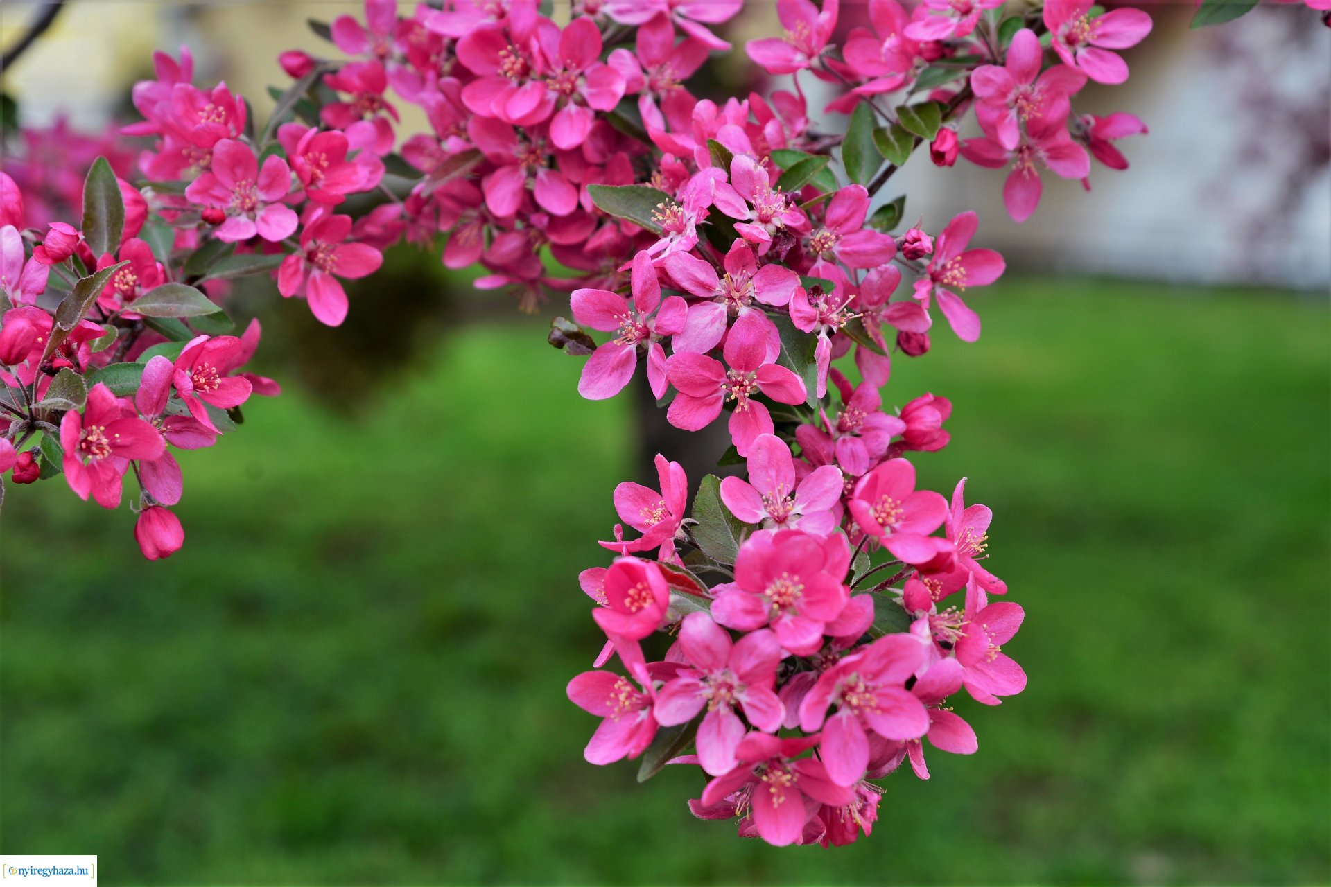 Tavasz a belvárosban