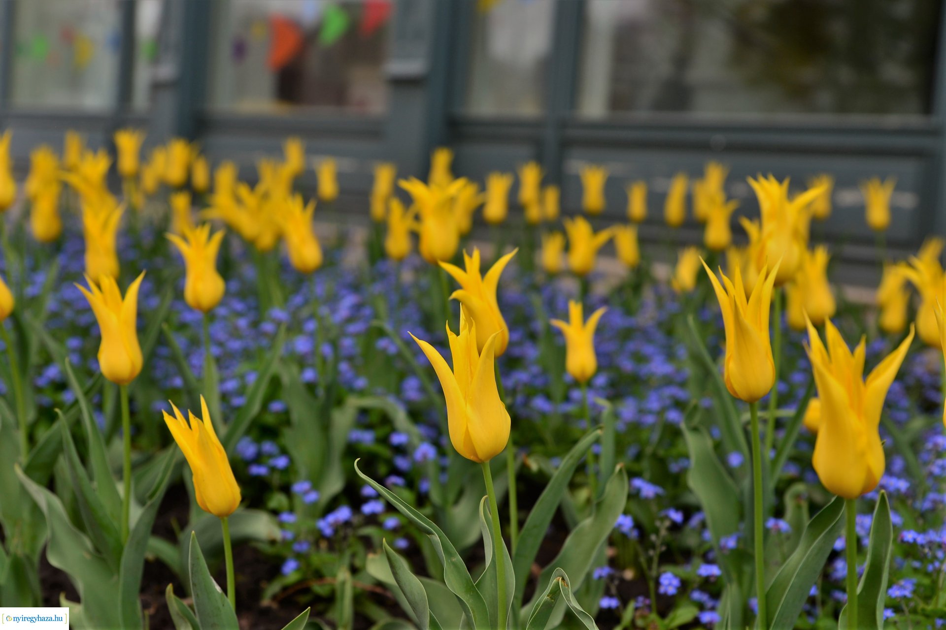Tavasz a belvárosban