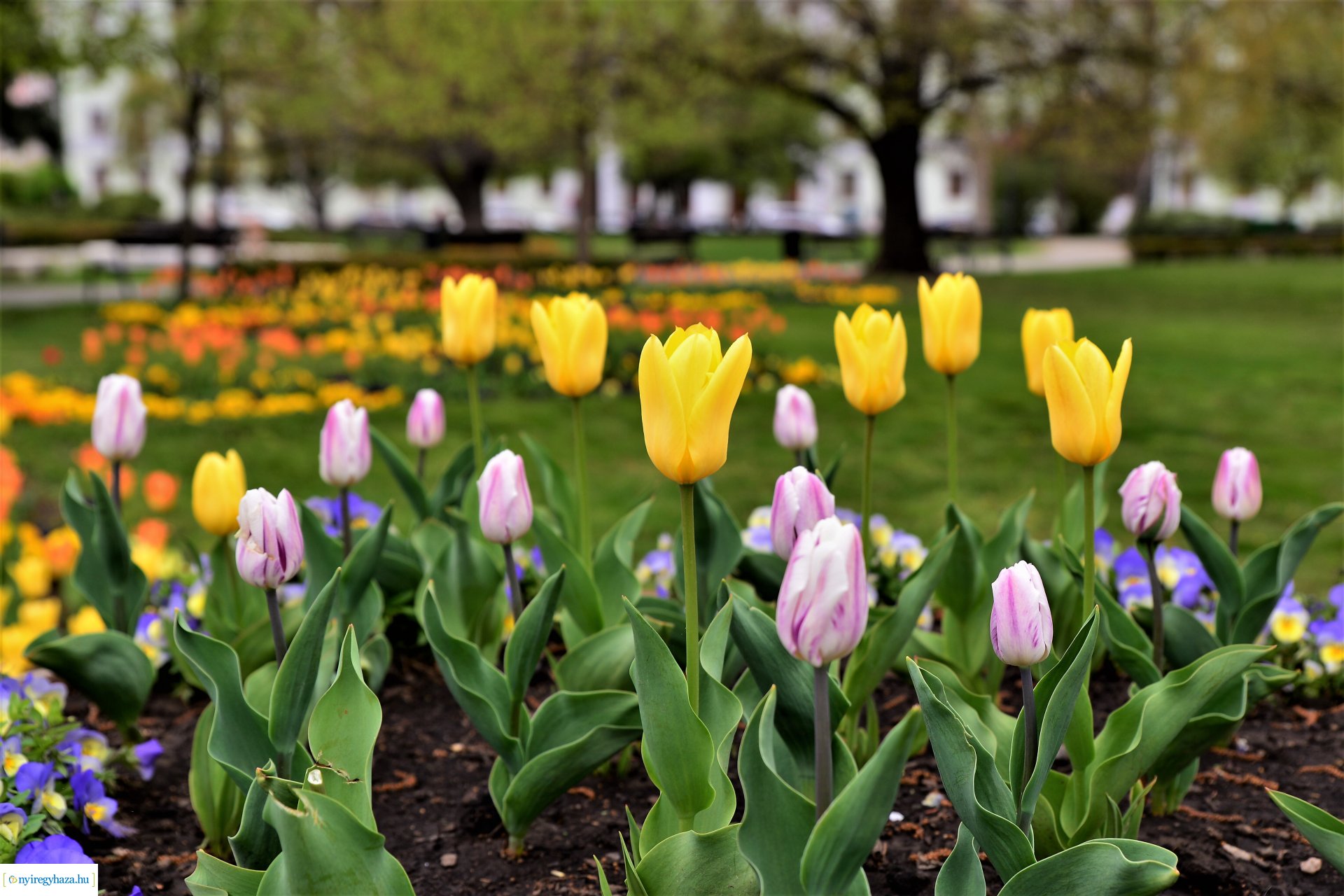Tavasz a belvárosban