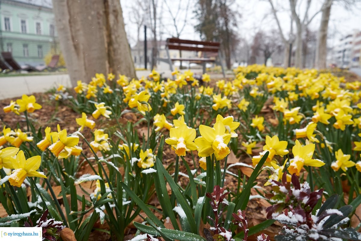 Tavaszi havazás 20200323