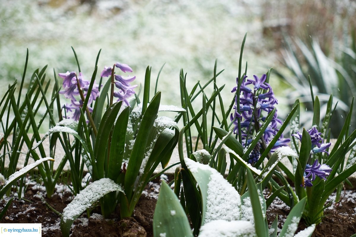 Tavaszi havazás 20200323