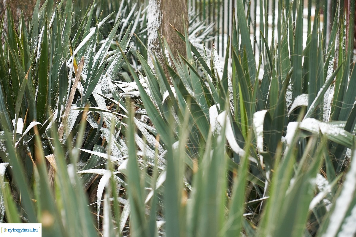 Tavaszi havazás 20200323