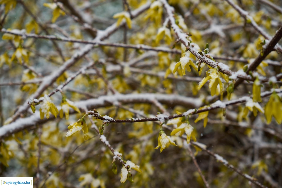 Tavaszi havazás 20200323